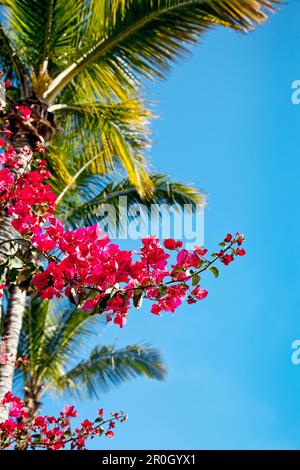 Bougainvillea and palm tree, Gran Canaria, Canary Islands, Spain Stock Photo