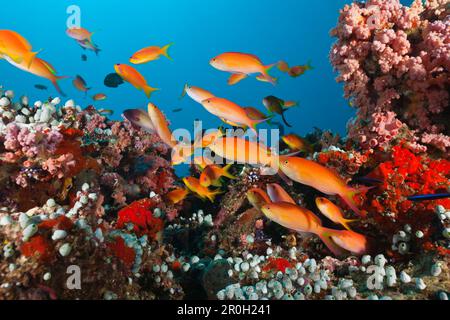 Shoal of Threadfin Anthias in Coral Reef, Nemanthias carberryi, Baa Atoll, Indian Ocean, Maldives Stock Photo