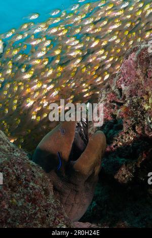 Giant Moray hiding between Rocks, Gymnothorax javanicus, Baa Atoll, Indian Ocean, Maldives Stock Photo