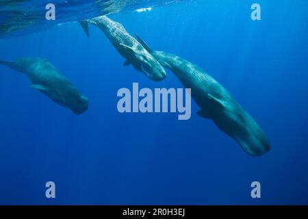 Social bahavior of Sperm Whale, Physeter macrocephalus, Caribbean Sea, Dominica, Leeward Antilles, Lesser Antilles, Antilles, Carribean, West Indies, Stock Photo