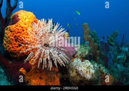 Caribbean Coral Reef, Caribbean Sea, Dominica, Leeward Antilles, Lesser Antilles, Antilles, Carribean, West Indies, Central America, North America Stock Photo