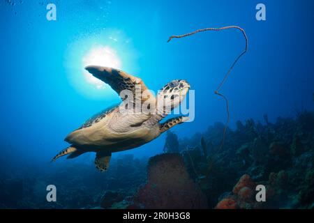 Hawksbill Turtle, Eretmochelys imbriocota, Caribbean Sea, Dominica, Leeward Antilles, Lesser Antilles, Antilles, Carribean, West Indies, Central Ameri Stock Photo