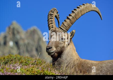 Alpine Ibex lying on a meadow, Capra ibex, Mont Blanc range, Chamonix, Savoy, France Stock Photo