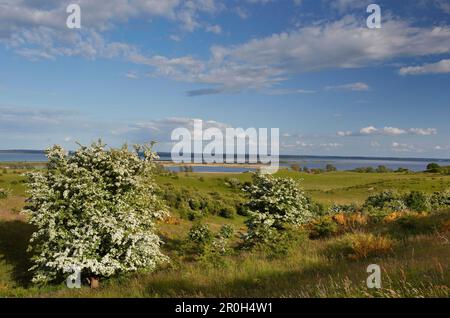 Blooming whitethorn at Dornbusch on Hiddensee island, Baltic coast, Mecklenburg Western Pomerania, Germany, Europe Stock Photo