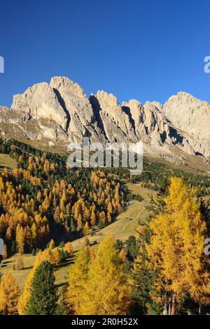 Geisler range seen above larch trees in autumn colors, Val Gardena, Dolomites, UNESCO World Heritage Site Dolomites, South Tyrol, Italy Stock Photo