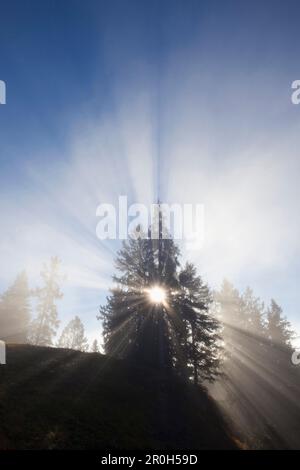 Spruces in the fog, Berchtesgaden region, Berchtesgaden National Park, Upper Bavaria, Germany, Europe Stock Photo