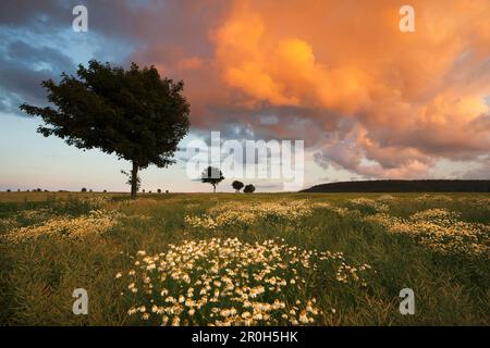 Thunderclouds over a grainfield, Egge mountains, North Rhine-Westphalia, Germany Stock Photo