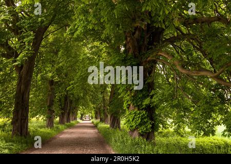 Alley of trees near Lancken-Granitz, Isle of Rügen, Mecklenburg-Western Pommerania, Germany, Europe Stock Photo