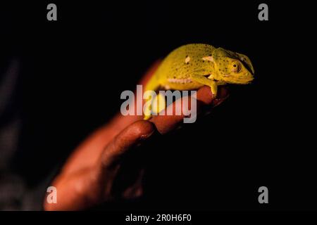 Chameleon on a human hand at night in red spotlight, Liwonde National Park, Malawi, Africa Stock Photo