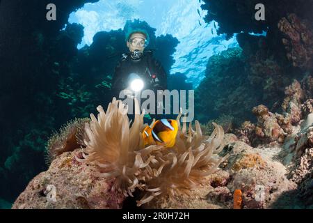 Scuba Diver inside Cave, Paradise Reef, Red Sea, Egypt Stock Photo