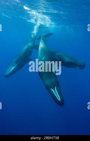 Social bahavior of Sperm Whale, Physeter macrocephalus, Caribbean Sea, Dominica, Leeward Antilles, Lesser Antilles, Antilles, Carribean, West Indies Stock Photo