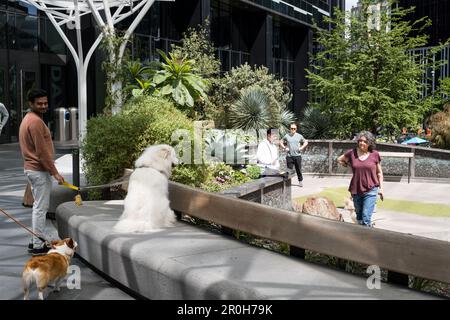 Amazon clearance dog park