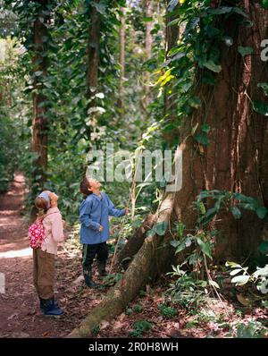 PERU, Amazon Rainforest, South America, Latin America, two children looking at tree in Tambopata National Reserve Stock Photo