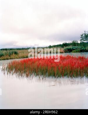 USA, Alaska, Big River Lake, red grass amid lake, Redoubt Bay Stock Photo