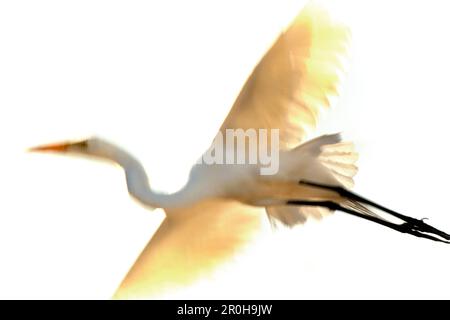 USA, California, snowy egret in flight, Richardson Bay, Tiburon Stock Photo