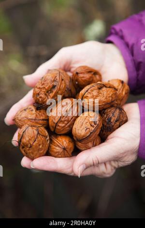 Walnut When Fall Off Tree Fallen tree held up Stock Photo - Alamy