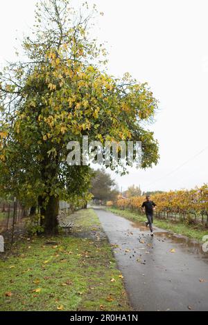USA, California, a man runs past a mature fig tree in the rain, the Sonoma bike path Stock Photo