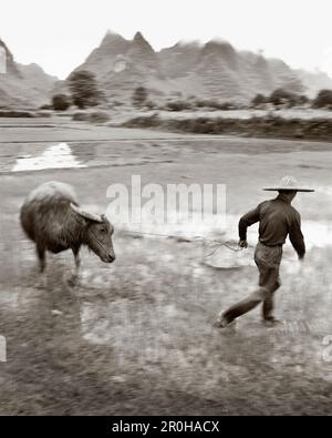 CHINA, Guilin, famer leading his water buffalo in rice field (B&W) Stock Photo