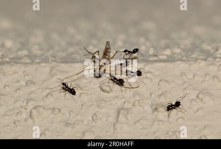 Longhorn Crazy Ants (Paratrechina longicornis) carrying a mosquito back to their nest. Harmless to humans and found in the World's tropical regions. Stock Photo