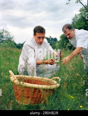 FRANCE, Arbois, chef Jean Paul Jeunet and Second de Cuisine YoAnn Constanty gather fresh herbs in the countryside above Arbois, Jura Wine Region Stock Photo