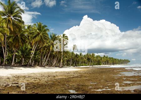 INDONESIA, Mentawai Islands, palm trees with island against cloudy sky Stock Photo