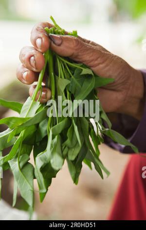 VIETNAM, Hue, a woman holds leafy green vegetables for sale at a rural roadside market Stock Photo