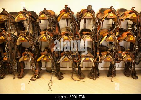 USA, Wyoming, Encampment, horse saddles hanging on a wall in a tack room, Abara Ranch Stock Photo