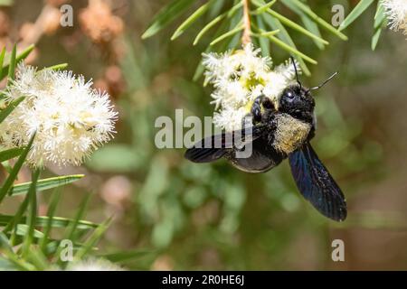Violet carpenter bee (Xylocopa violacea), male searching for nectar at myrtle, Spain, Andalusia Stock Photo