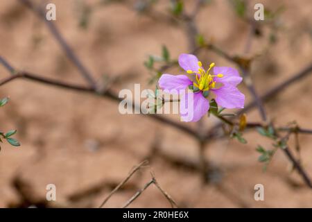 Fagonia (Fagonia cretica), blooming, Canary Islands, Fuerteventura Stock Photo