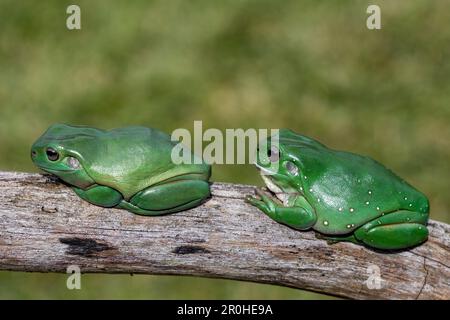 Australian Green Tree Frog pair Stock Photo