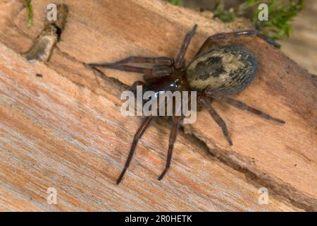 Lace weaver spider, lace-webbed spider, window lace weaver, House spider (Amaurobius similis), female on deadwood, dorsal view, Germany Stock Photo