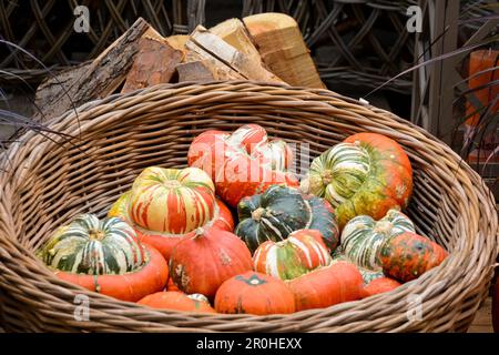pumpkins in a willow basket as autumn decoration, Germany Stock Photo