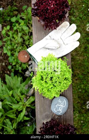 garden lettuce (Lactuca sativa), pots with lettuce on a balcony, Germany Stock Photo