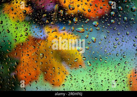 raindrops on a window panel in autumn, Germany Stock Photo