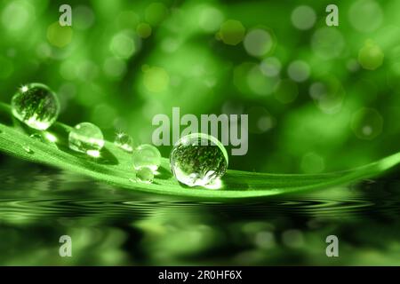 water drops on a grass leaf twinkling in the sun, composing Stock Photo