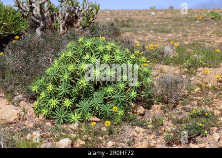 balsam spurge (Euphorbia balsamifera), bush in semidesert, Canary Islands, Lanzarote, Teguise Stock Photo