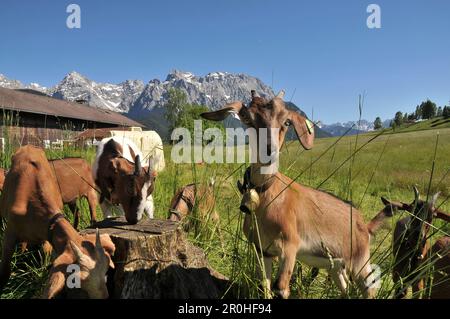 Young goats on a meadow near the Karwendel mountain range near Mittenwald, Bavaria, Germany Stock Photo