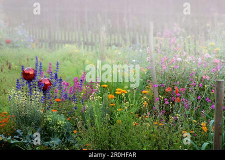 garden-pot marigold (Calendula officinalis), colourful flowers in a garden in a rainy morning, two rose spheres, Germany Stock Photo