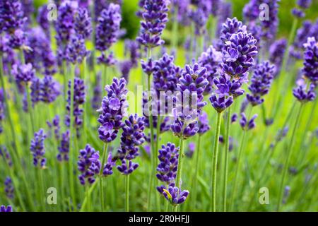 English lavender (Lavandula angustifolia, Lavandula officinalis), blooming lavender in a garden Stock Photo