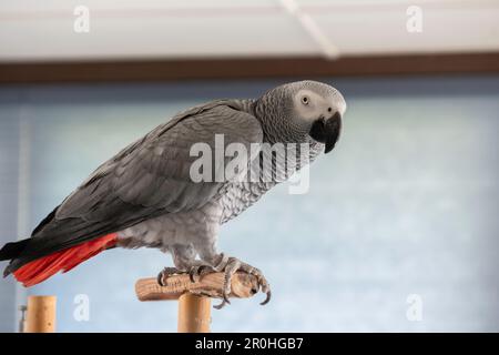 Twenty-five year old pet female African Gray parrot, red tail, Psittacus erithacus, on a wooden perch. USA Stock Photo