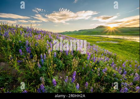 Hillside Covered with Purple Lupine Glows in the last light of afternoon during sunset in Hayden Valley Stock Photo