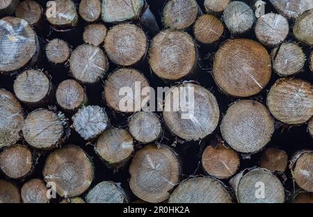 Trees Chopped Down And Stacked Stock Photo