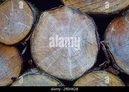 Trees Chopped Down And Stacked Stock Photo