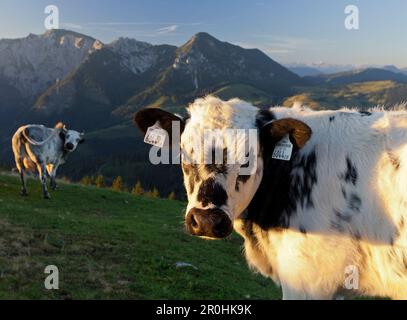 View from Thorhoehe to Gamsfeld (2027m), Cows on the Postalm, Salzkammergut, Salzburg Land Stock Photo