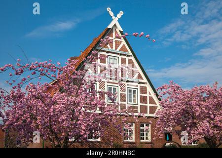 Flowering cherry in front of a half-timbered house, near Jork, Altes Land, Lower Saxony, Germany Stock Photo