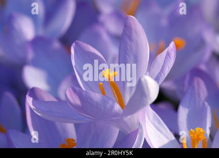 Purple snow crocuses, Crocus tommasinianus, Germany, Europe Stock Photo
