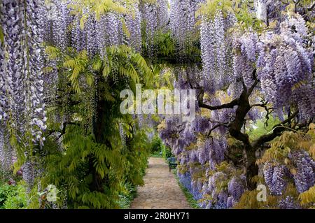 Wisteria floribunda, Japanese Wisteria, Germany, Europe Stock Photo