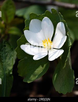 A sunlit bloodroot flower, Sanguinaria canadensis, isolated on a dark shadow leaf background in the early spring in the Adirondack Mountains, NY USA Stock Photo