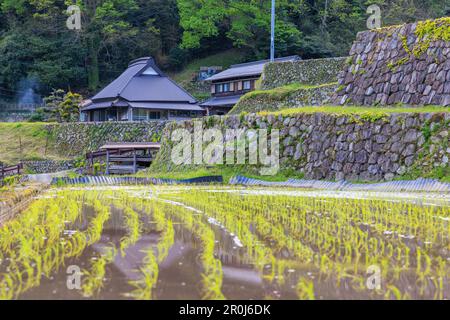 Rows of freshly planted rice by traditional Japanese house in rural village Stock Photo