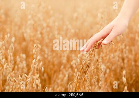 Hand touching ripe seeds in an oat field, Frankenau, Hesse, Germany, Europe Stock Photo